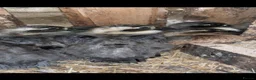 Ducks poultry for sale: Call Ducklings - 6 weeks old ready now - Advert 2