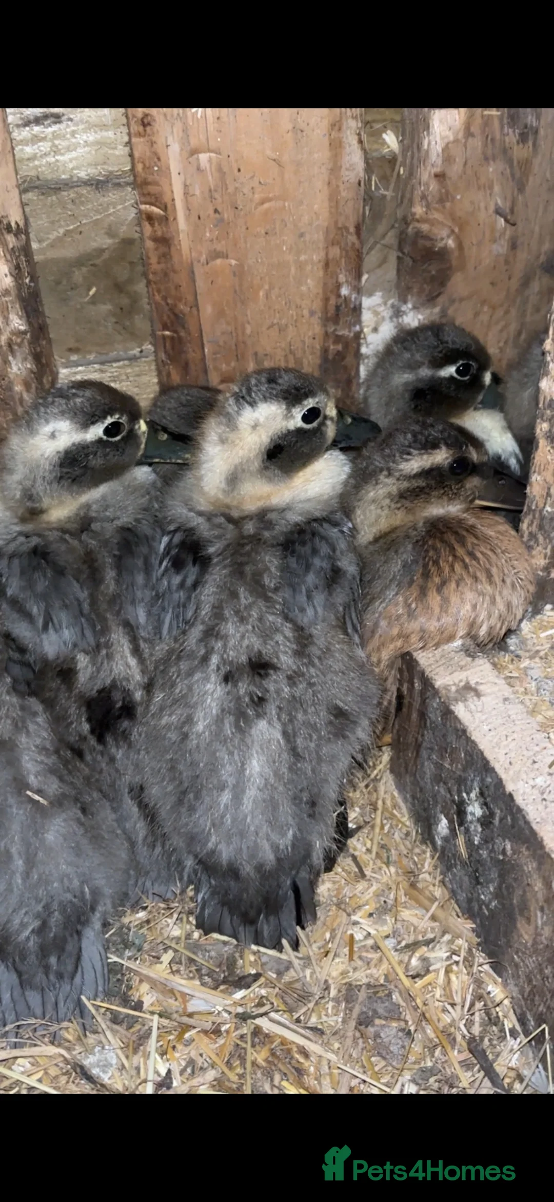 Ducks poultry for sale: Call Ducklings - 6 weeks old ready now - Advert 2