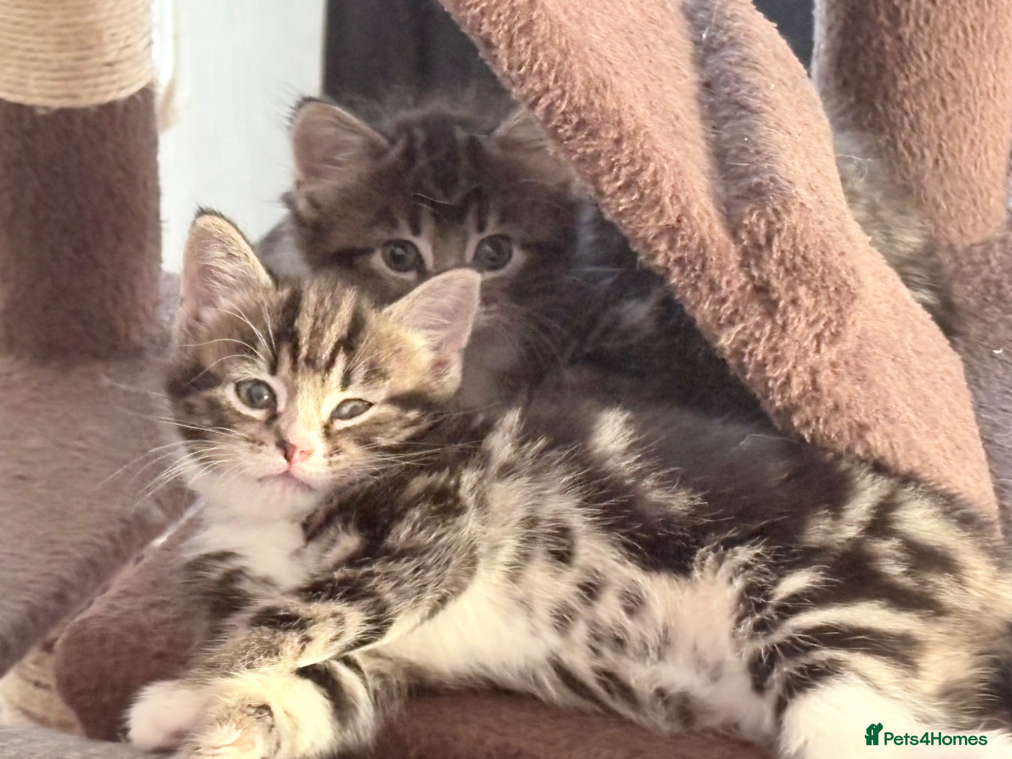 Mixed Breed cats Mixed breed kittens  - Advert 15