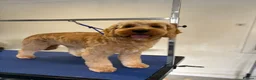 Cockapoo dogs for stud: Buddy in Alexandria - Advert 3