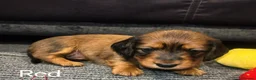 Miniature Dachshund dogs for sale: KC Registered Miniature Dachshund Puppies - Advert 25