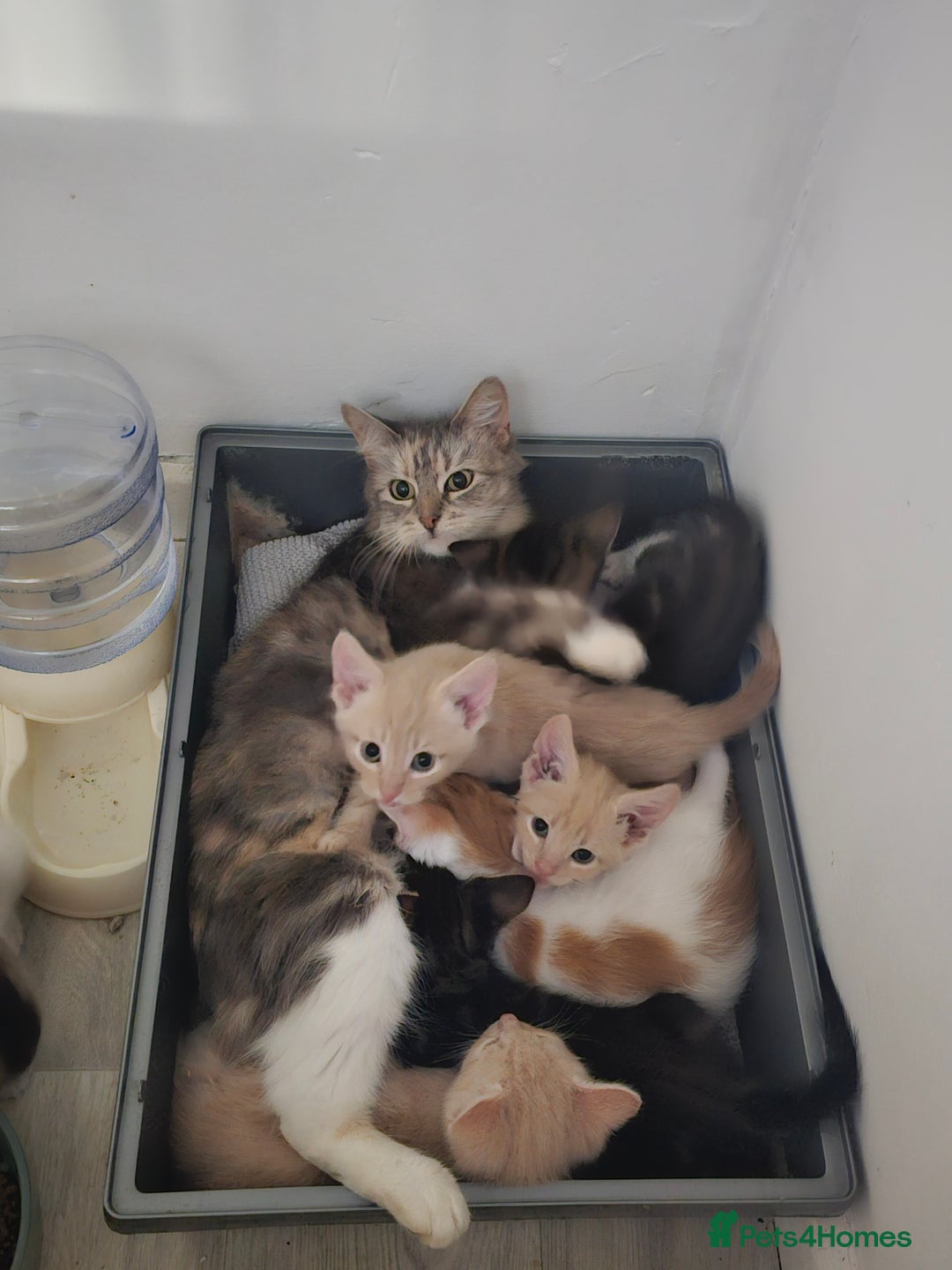 Domestic Shorthair cats for sale: Kittens  - Image 10