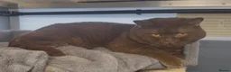 British Shorthair cats for sale: Beautiful chunky cinnamon boys looking new home - Advert 5