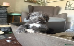 Mixed Breed dogs for sale: Bedlington Terrier whippet mix - Image 6