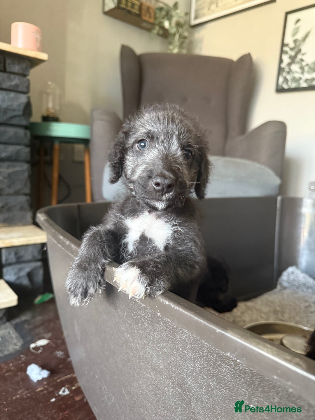 Mixed Breed dogs for sale: Bedlington Terrier whippet mix - Image 6