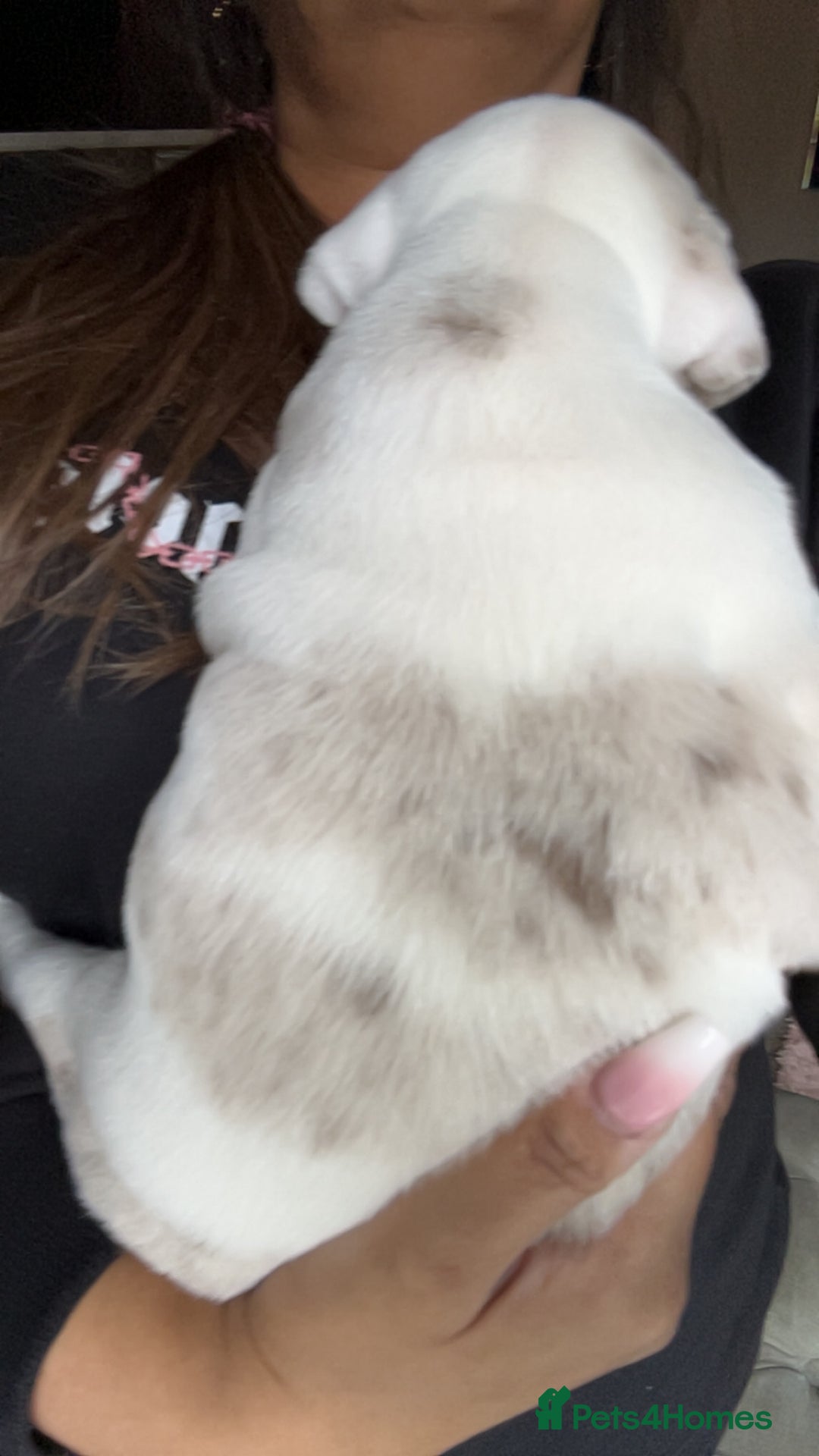 English Bulldog dogs for sale: Last Female English bulldog puppy  - Advert 32