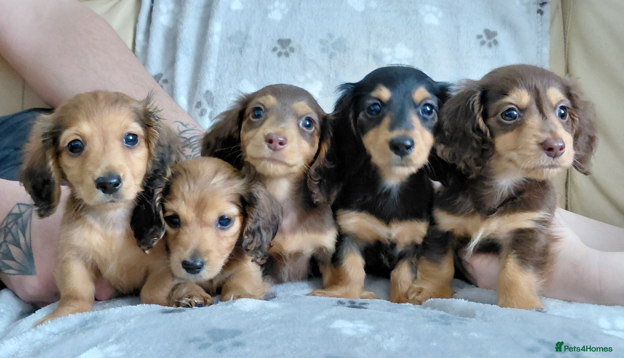 Miniature Dachshund dogs Longhaired Shaded Cream/Red/Chocolate/Black & Tan - Advert 18