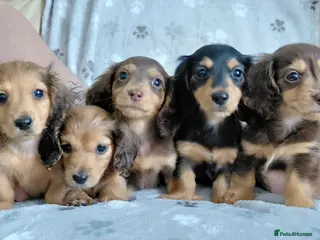 Miniature Dachshund dogs Longhaired Shaded Cream/Red/Chocolate/Black & Tan - Advert 18