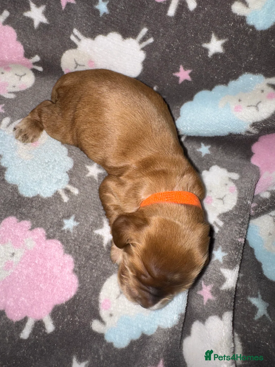 Cocker Spaniel dogs for sale: Outstanding Show Quality Show Type Cocker Spaniels - Advert 4