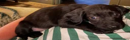 Springador dogs for sale: Springador boy puppy - Advert 1