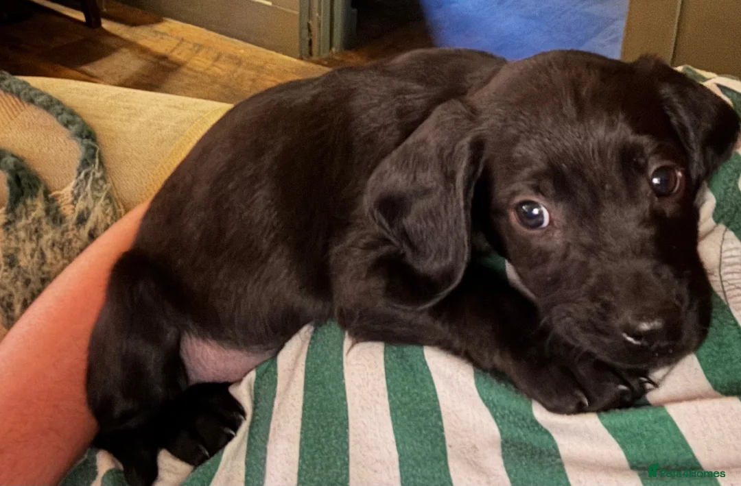 Springador dogs for sale: Springador boy puppy - Advert 1