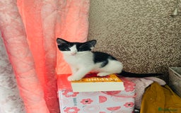 Mixed Breed cats for sale: Beutiful kittens for sale - Image 11