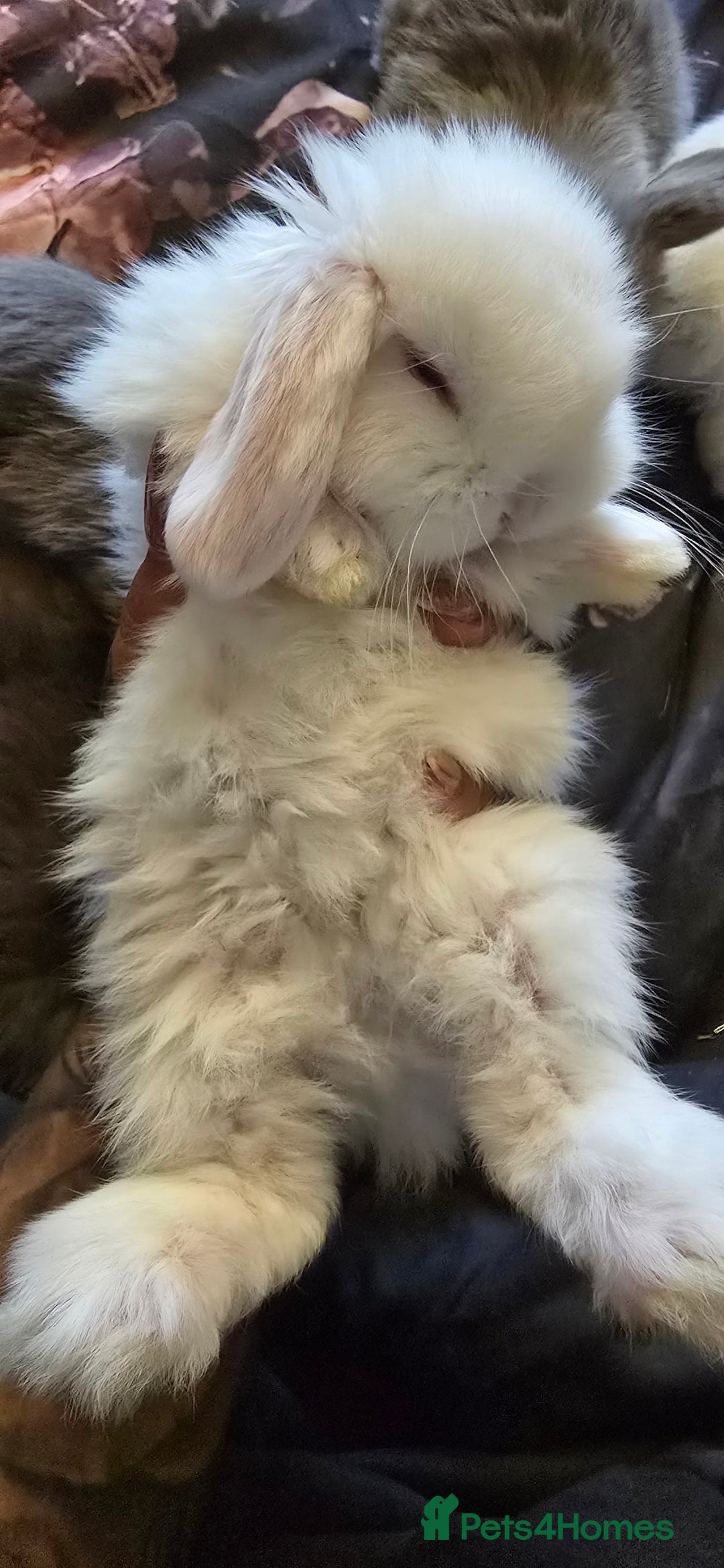 Mini Lop rabbits for sale: Stunning baby lops!  in Stone - Image 7