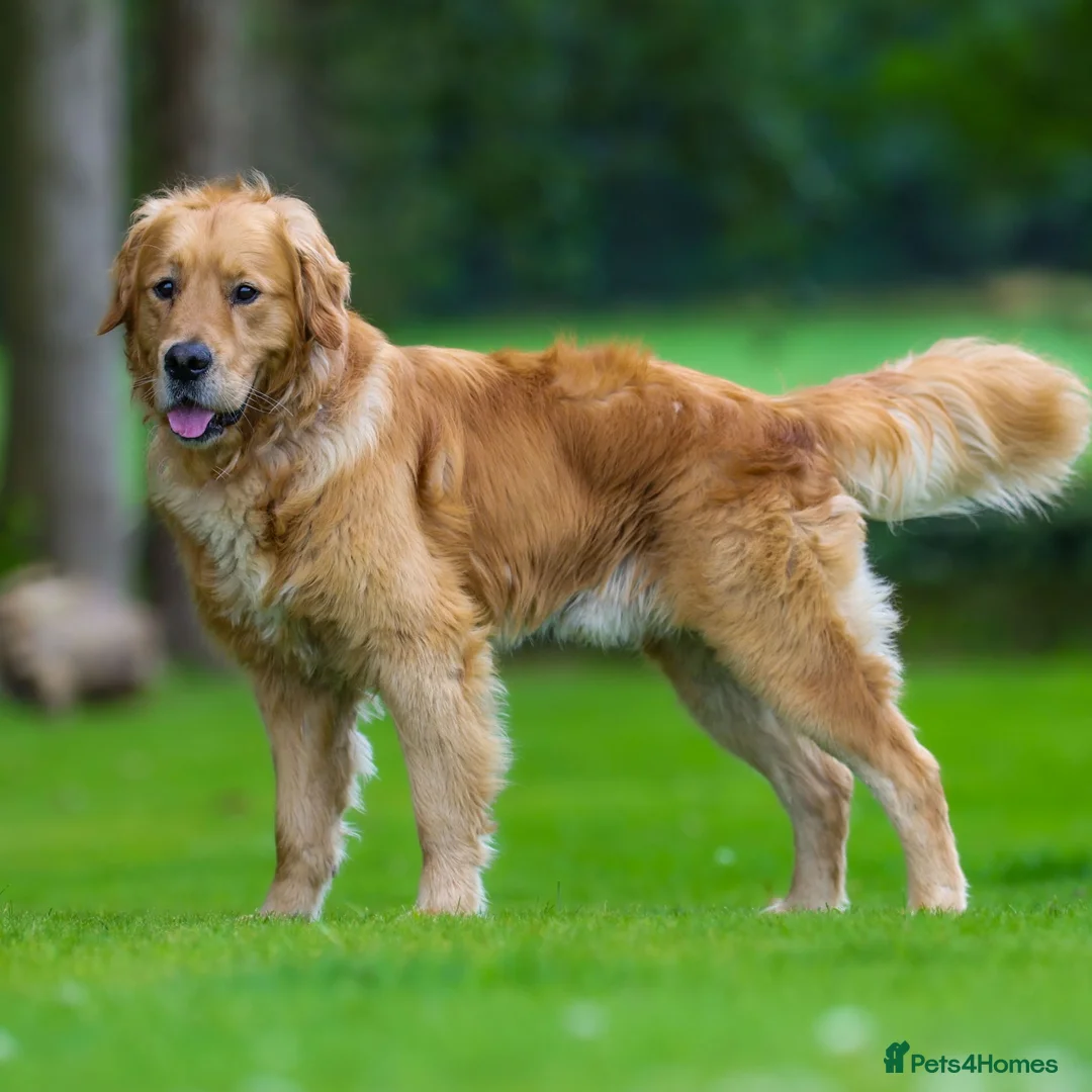 Golden Retriever dogs for sale: REX is looking for a new home in Lancaster - Advert 3