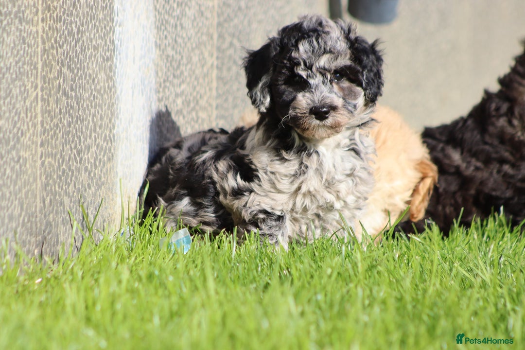 Poochon dogs for sale: F1 Poochon puppies For Sale  - Image 21
