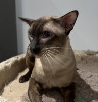 Siamese cats Handsome Seal Point Male - Active Register - Advert 3