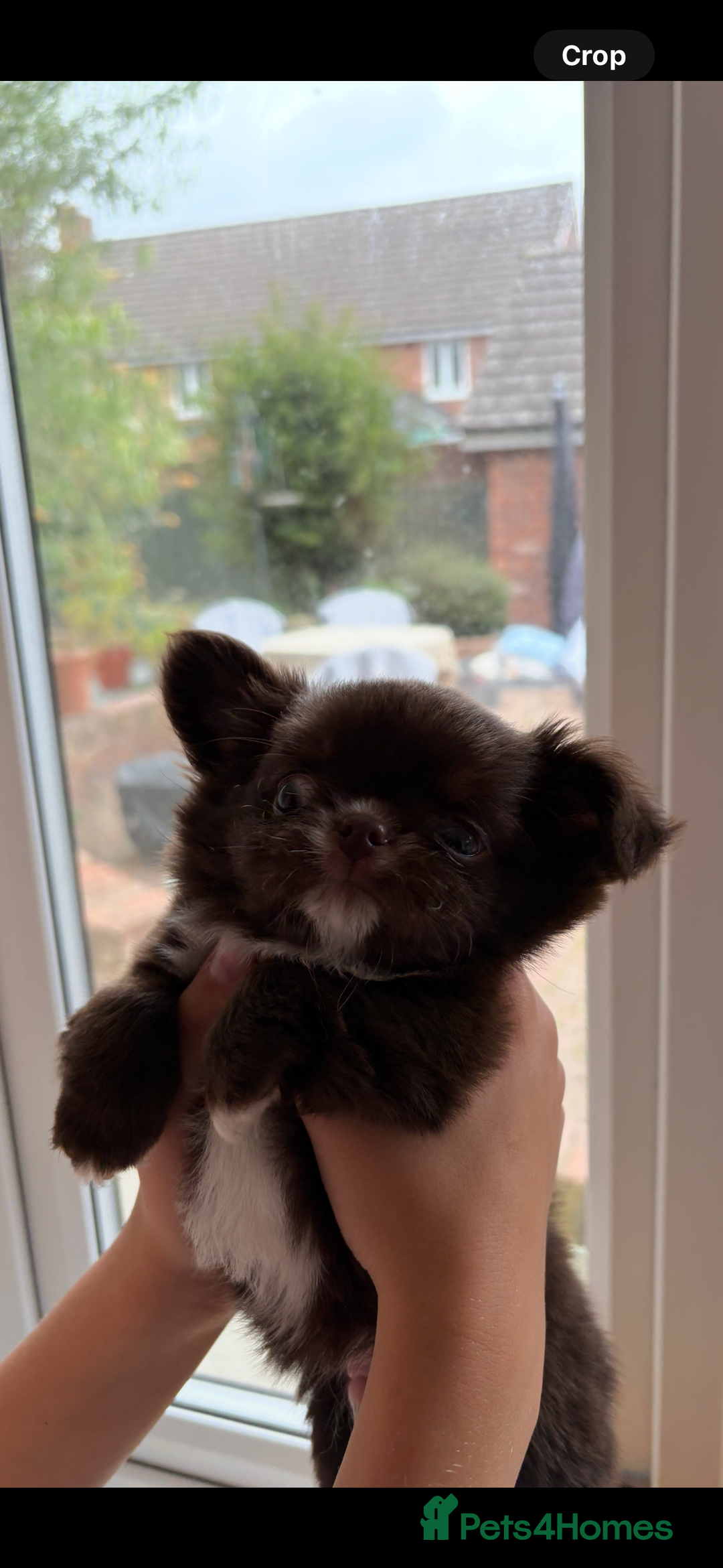 Chihuahua dogs for sale: Russian long hair Chihuahuas - Image 9