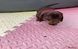 Dachshund dogs for sale: Litter of 8 - Image 6