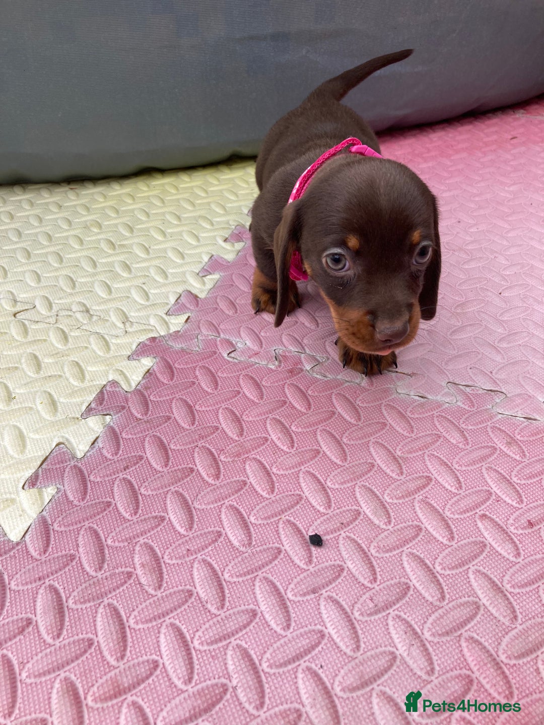 Dachshund dogs for sale: Litter of 8 - Image 6