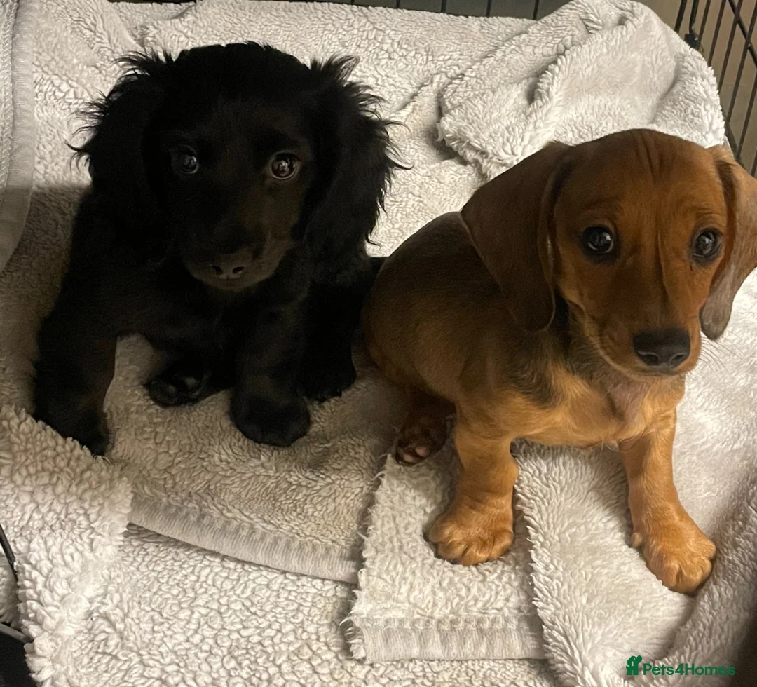 Dachshund dogs for sale: Dachshund puppys - Advert 2