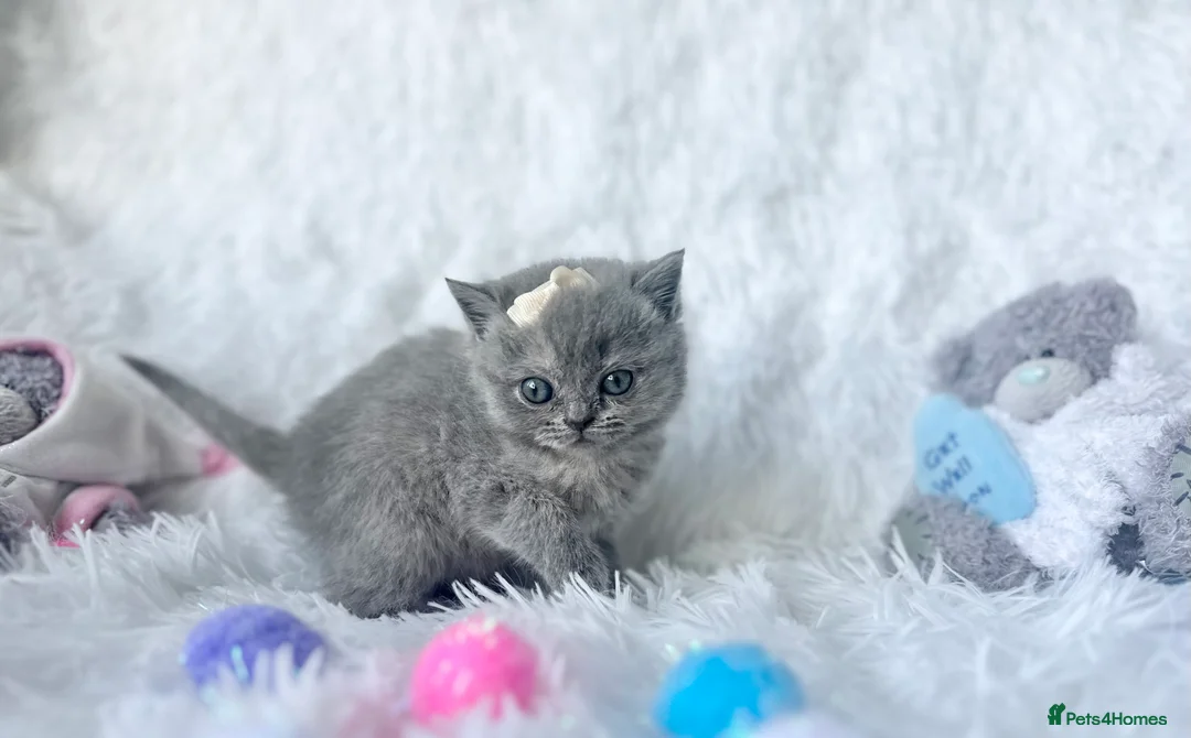 British Shorthair cats for sale: ⭐️ British Shorthair & Longhaired Kittens⭐️  - Advert 25