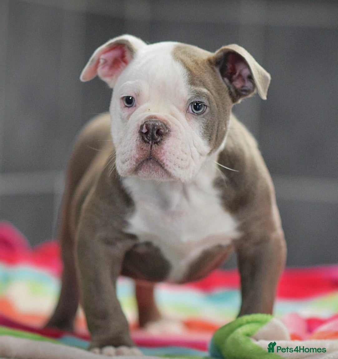 Olde English Bulldogge dogs 23 years experience 5⭐️Rated licensed  - Advert 4