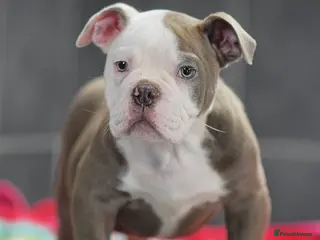 Olde English Bulldogge dogs 23 years experience 5⭐️Rated licensed - Advert 4