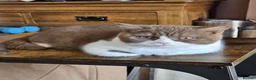 British Shorthair cats for sale: Full Pedigree Lilac/White British S/H Boy TICA Reg - Advert 12