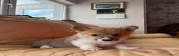 Welsh Corgi Pembroke dogs for sale: 2 Gorgeous Welsh Pembroke corgis 🩷💙 - Advert 8