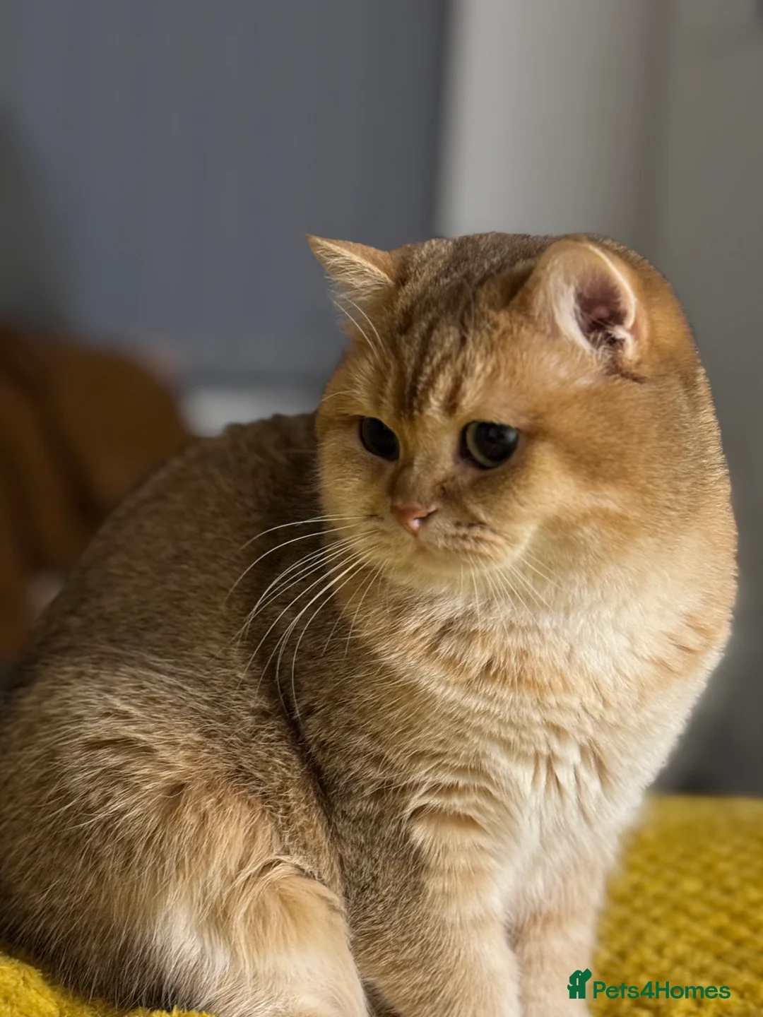 British Shorthair cats for stud: Gold BRI ny12 Stud in Derby - Advert 8