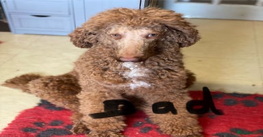 Standard Poodle dogs Two standard poodles for sale - Advert 10
