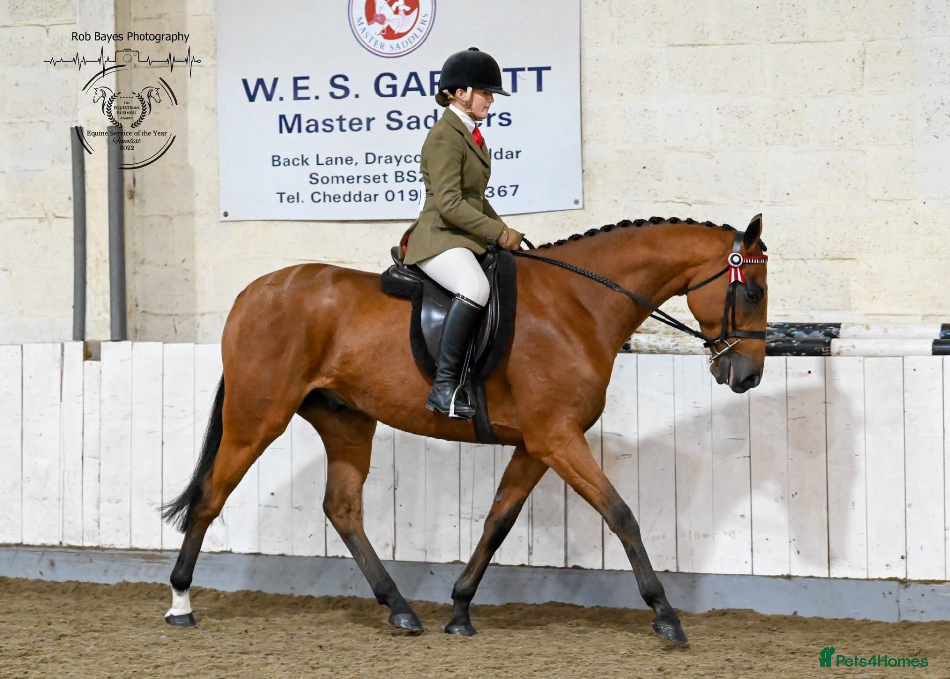 Irish Thoroughbred horses Elmast - Advert 11