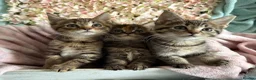 Maine Coon cats for sale: Maine Coon x Tabby Female Kitten - Ready now - Advert 7