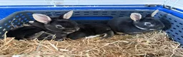 Rex rabbits for sale: Black Otter Mini Rex Bunnies  - Advert 6