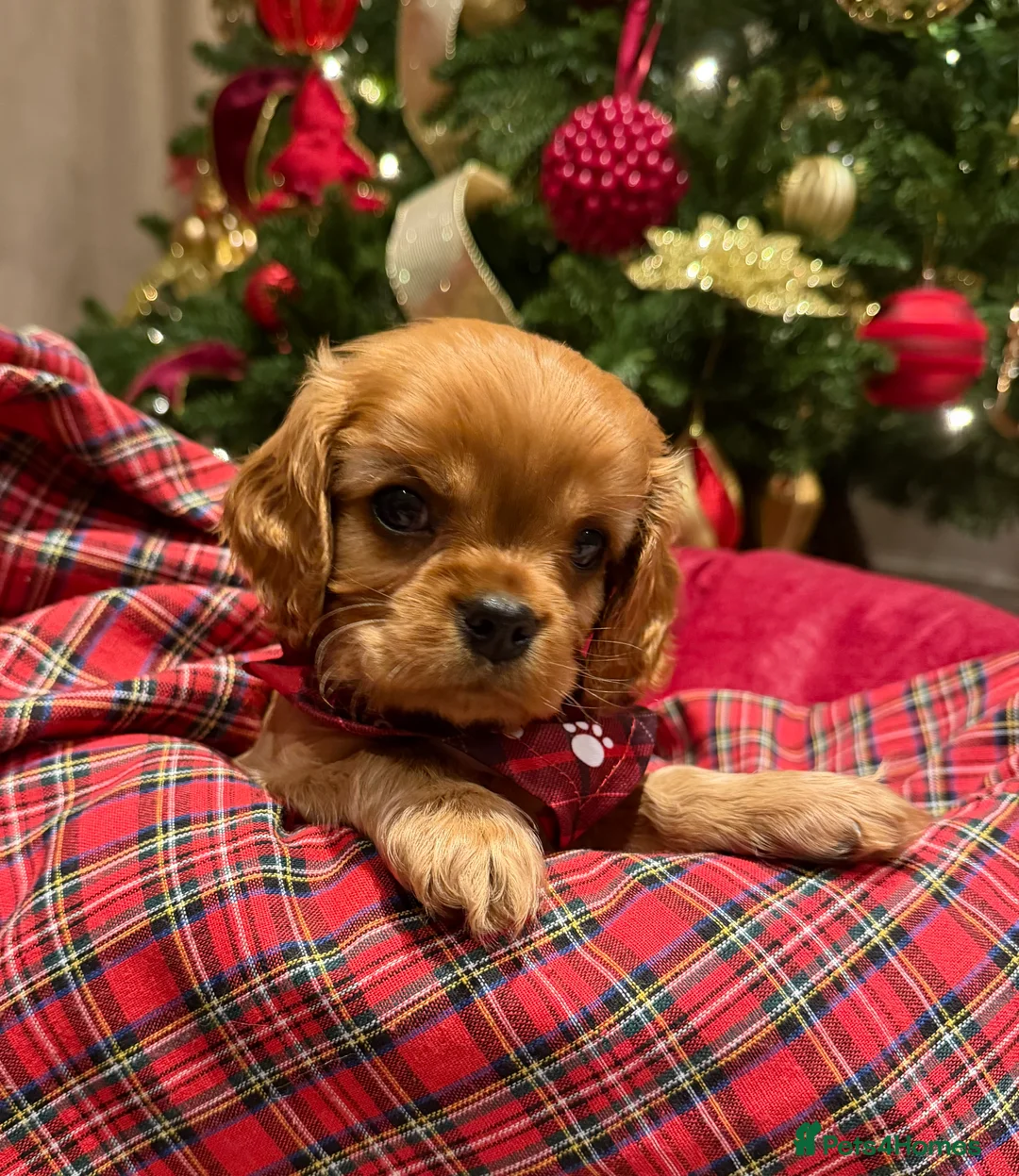 Cavalier King Charles Spaniel dogs for sale: CKCS Puppies Tested Bloodlines, KC Reg - Advert 18