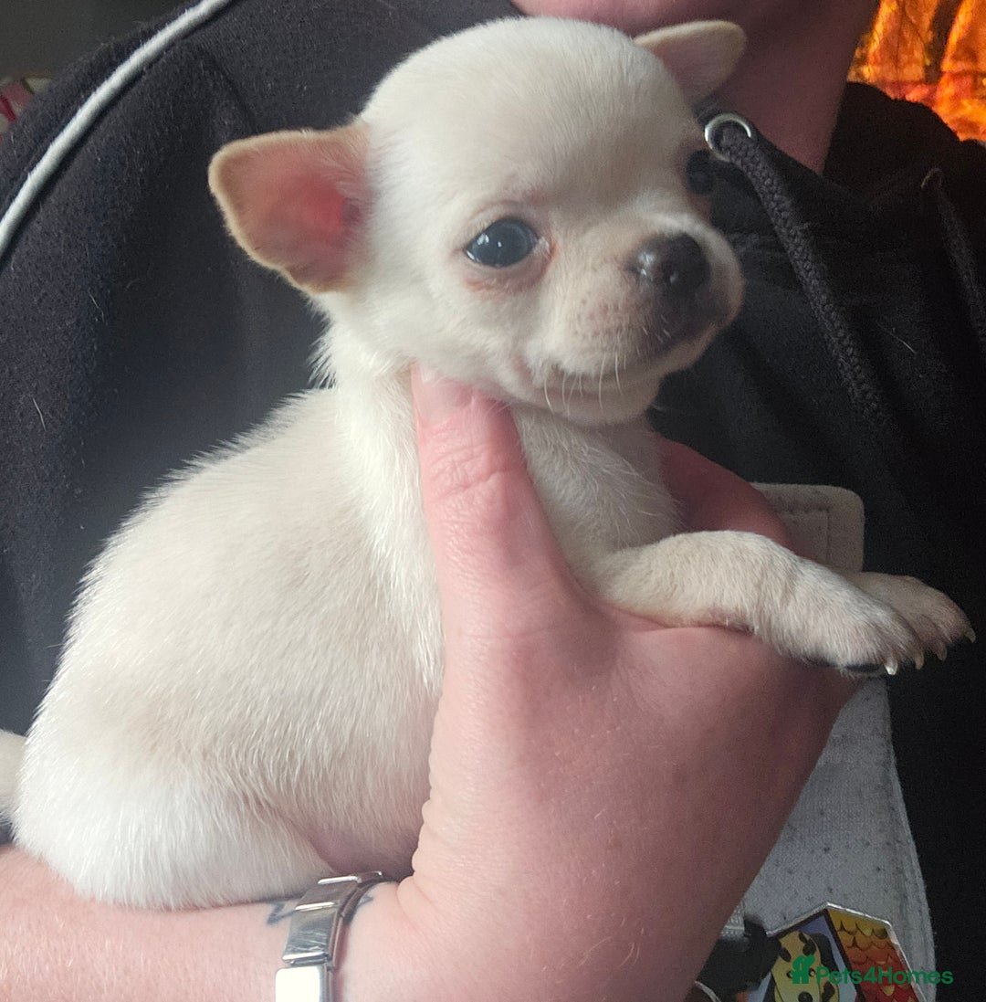 Chihuahua dogs for sale: Teeny Chihuahua Pup   - Image 6