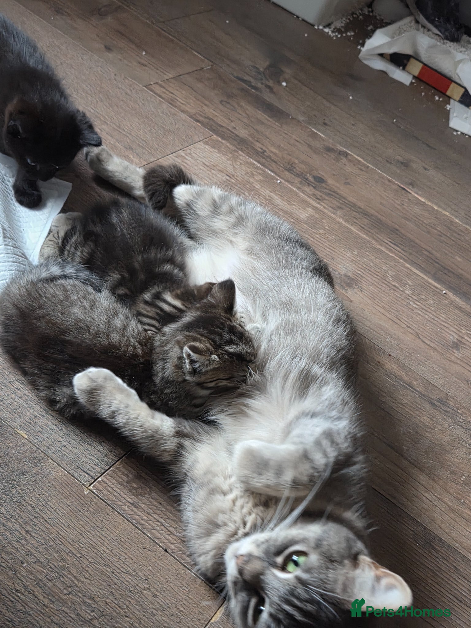 Mixed Breed cats 3 beautiful kittens for sale - Advert 2