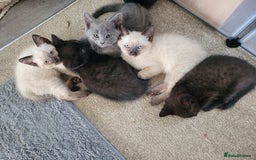 Mixed Breed cats for sale: Mix breed .. - Image 1