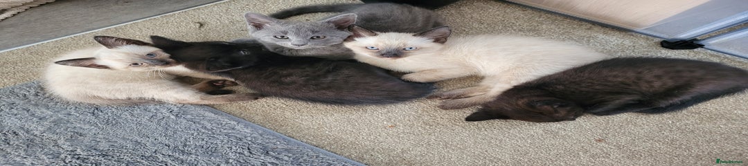 Mixed Breed Kitten 1