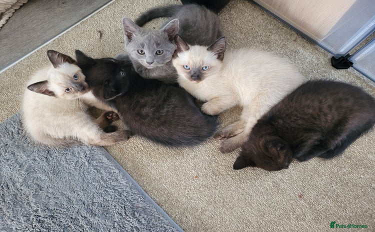 Mixed Breed cats - Advert 15