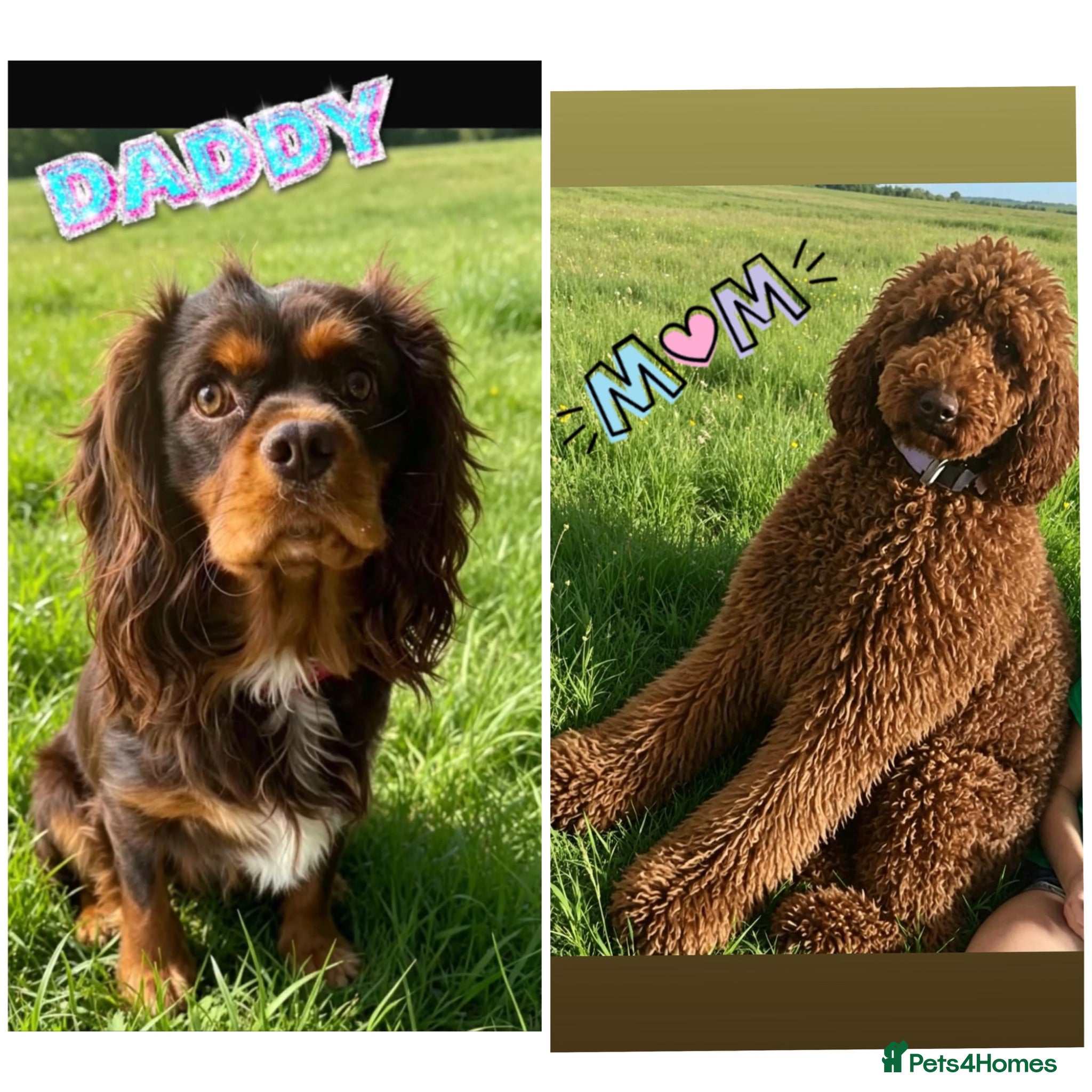 Cavapoo dogs 🥇TOP QUALITY F1 CAVAPOO BABIES!🥇 - Advert 16