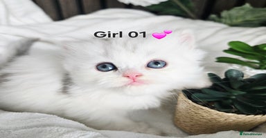 Persian cats - Advert 9