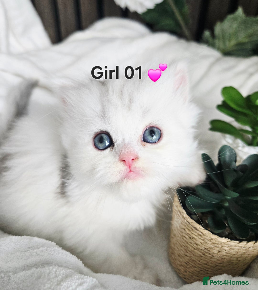 Persian cats for sale: 😻 Persian chinchilla kittens 😻 - Image 2
