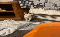 Mixed Breed cats for sale: Two beautiful kittens - Image 1