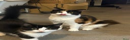 Mixed Breed cats for sale: 4 Loving Cats Seeking Forever Homes - Advert 7