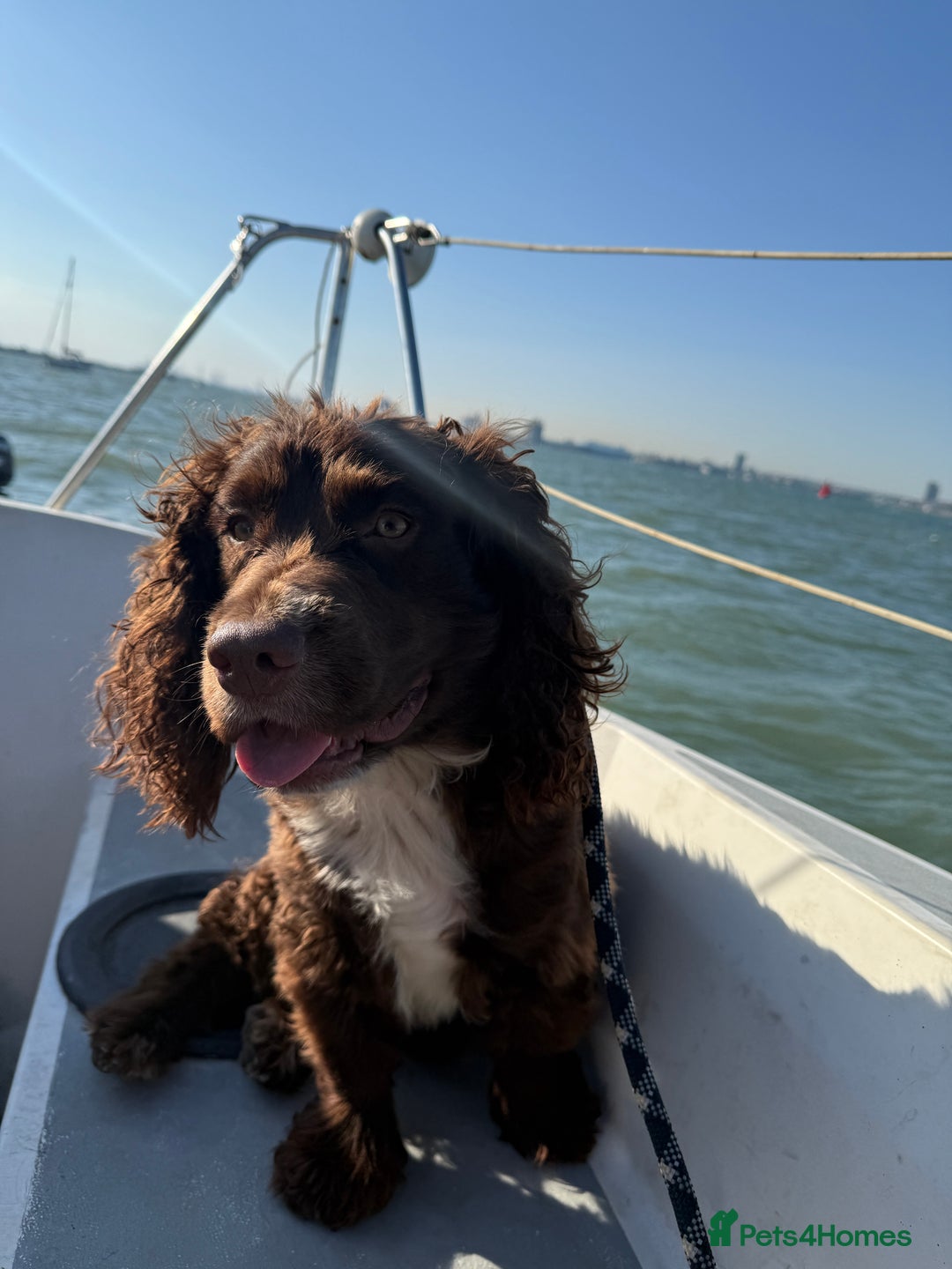 Cocker Spaniel dogs for sale: Oliver the Cocker Spaniel - Advert 6