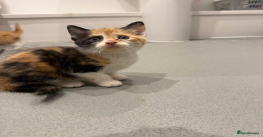 Mixed Breed cats - Advert 3