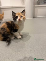 Mixed Breed cats - Advert 3