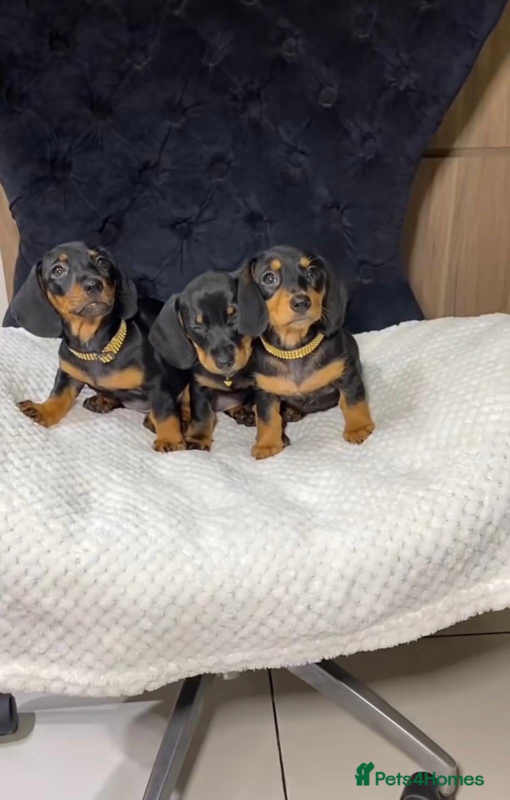 Miniature Dachshund dogs Miniature dachshund puppy's  - Advert 1