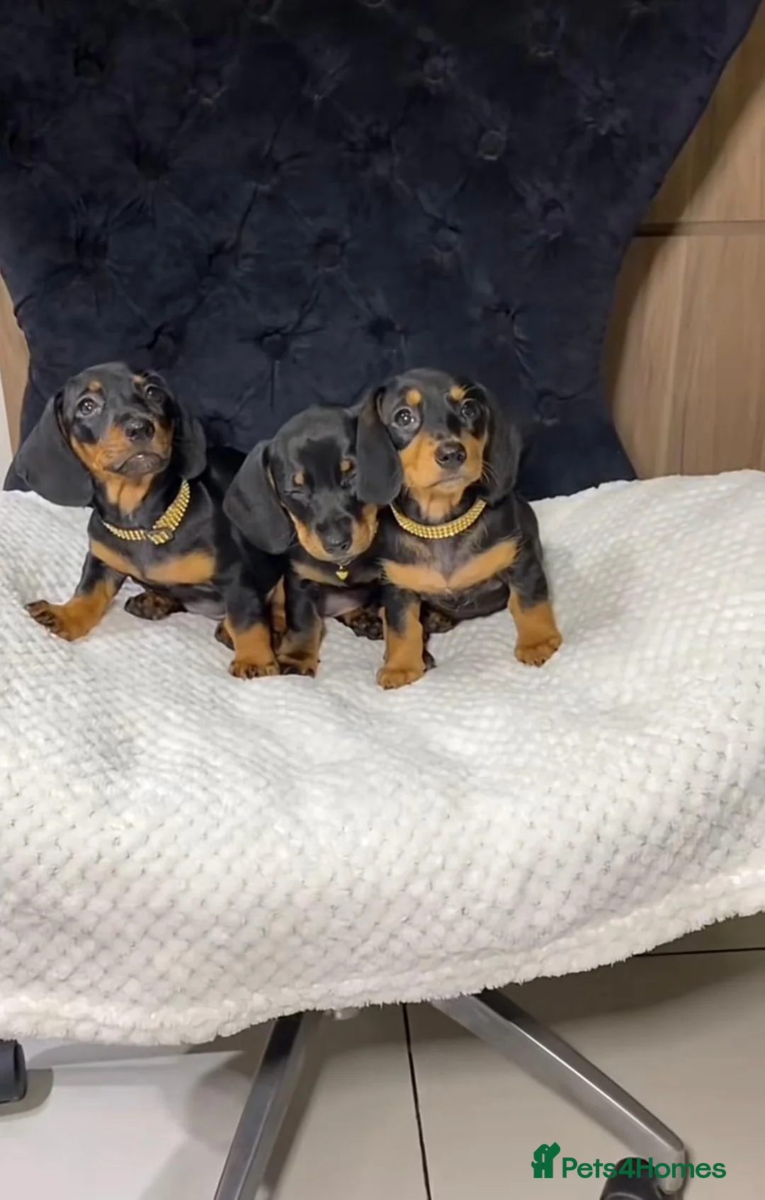 Miniature Dachshund dogs for sale: Miniature dachshund puppy's  in Glasgow - Advert 1